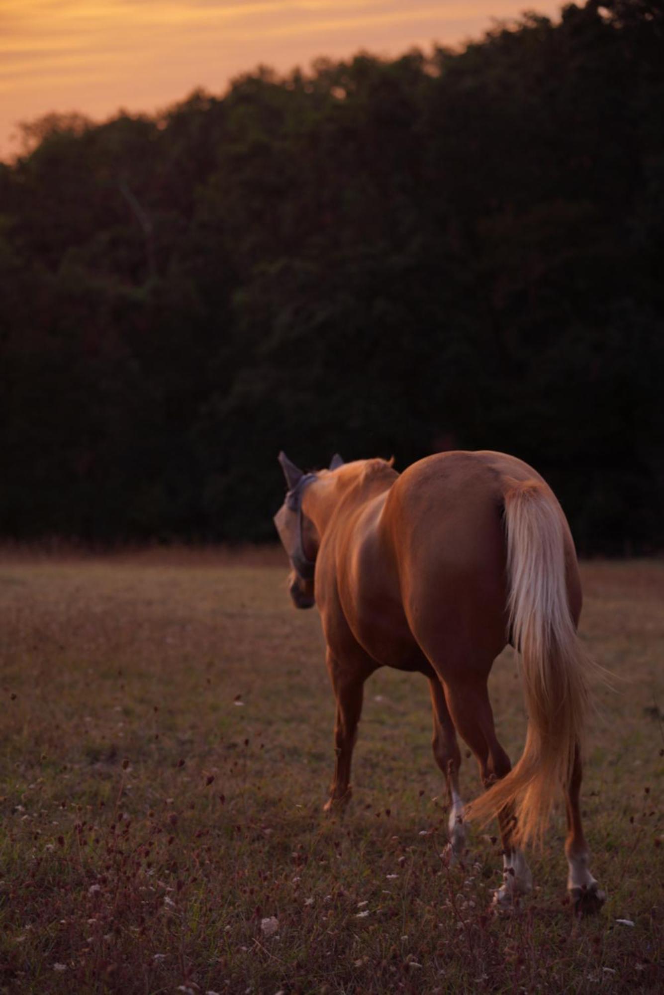 Logement Entier De Charme, Gite Equestre Gers Flamarens Bagian luar foto