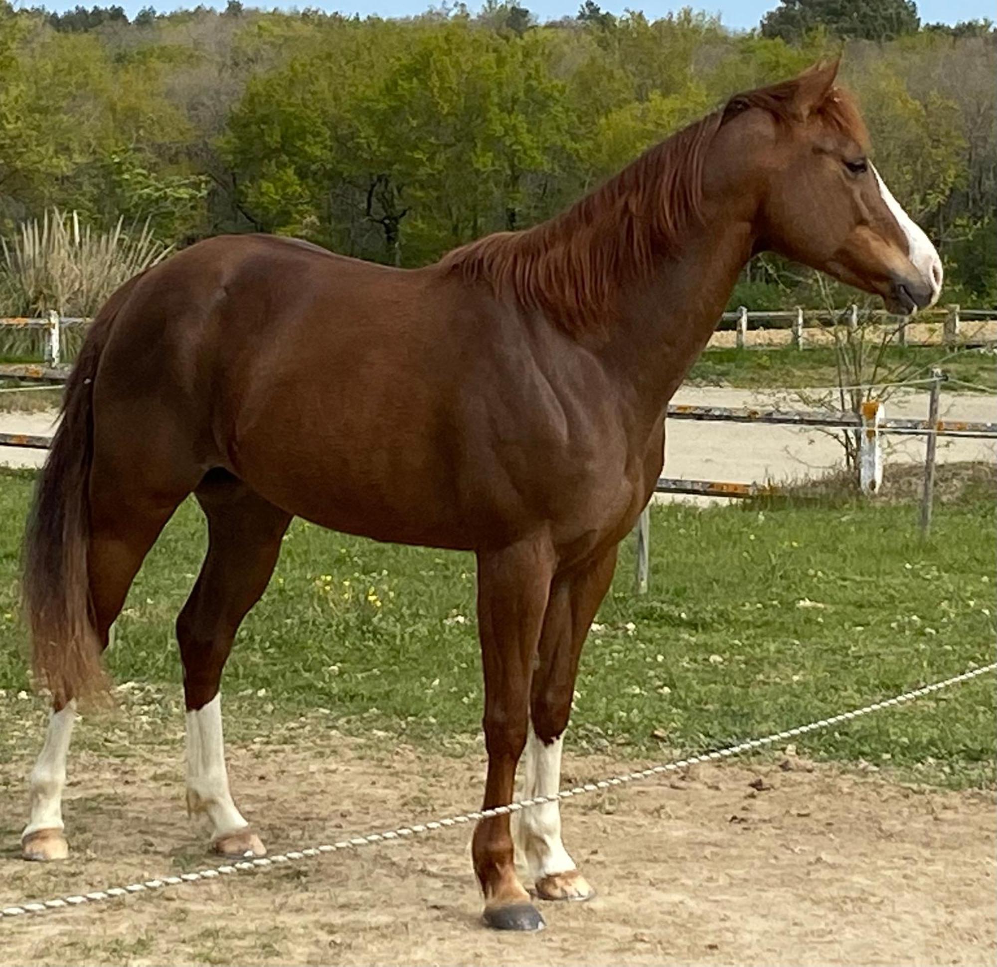 Logement Entier De Charme, Gite Equestre Gers Flamarens Bagian luar foto
